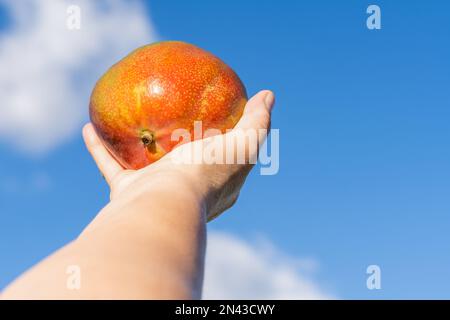 mains de femme tenant une mangue avec un ciel nuageux en arrière-plan Banque D'Images