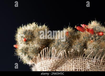 Aiguilles et fruits rouges de mammillaria cactus gros plan. Banque D'Images