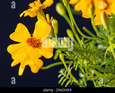 Fleur jaune vif en gros plan sur fond sombre. Banque D'Images