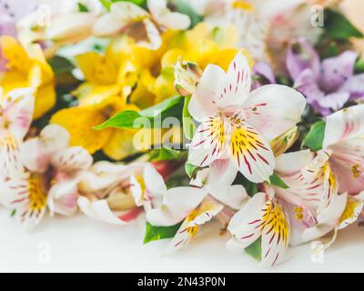 Photo macro des fleurs colorées de l'Alstroemeria. Fond de source naturel avec fleurs blanches et jaunes. Banque D'Images