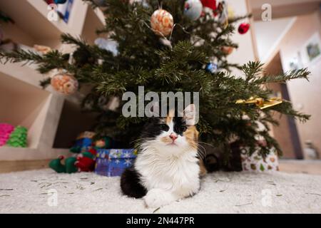 Jeune chat trois couleurs se trouve sous l'arbre de Noël. Banque D'Images