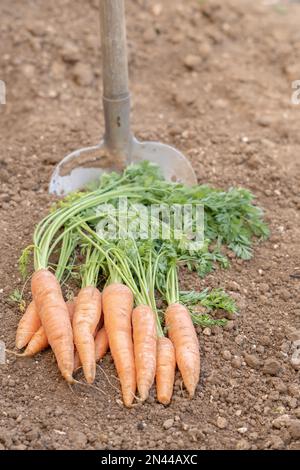 bouquet de carottes avec une pelle en arrière-plan dans un potager biologique Banque D'Images