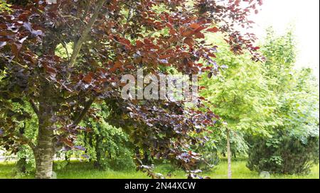 Magnifique arbre avec des feuilles sombres de hêtre européen. Arrière-plan Banque D'Images