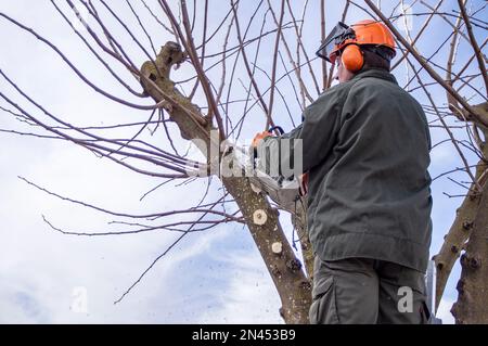 Exploitant de jardinage élagage d'arbres avec une tronçonneuse. Banque D'Images