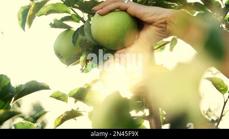 gros plan, dans les rayons du soleil, les mains des femmes déchirent , cueillant de grandes pommes vertes mûres, variétales, sélectives. récolte de pommes dans le jardin, à la ferme. Photo de haute qualité Banque D'Images