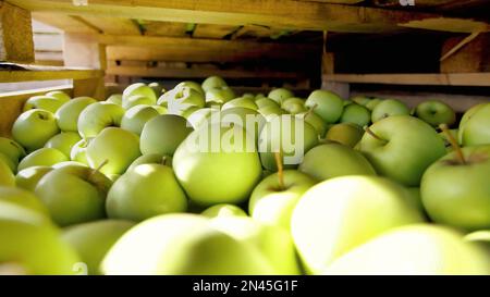 gros plan, conteneurs en bois, boîtes, paniers remplis au sommet avec de grandes pommes vertes delicious à l'usine de transformation des fruits, entrepôt. récolte de pommes fraîchement cueillies à la ferme. Photo de haute qualité Banque D'Images