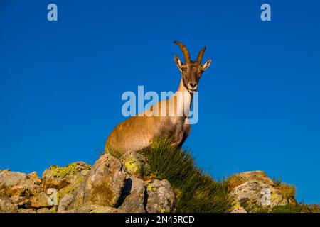 Une femelle Alpine Ibex (Capra ibex) debout sur une crête rocheuse. Banque D'Images