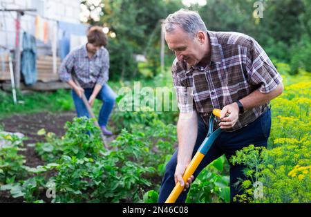 Homme et femme matures jardiniers avec des pelles tout en jardinage Banque D'Images