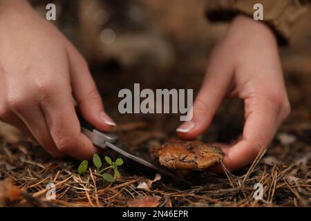 Femme cueillant des champignons dans la forêt d'automne, en gros plan Banque D'Images