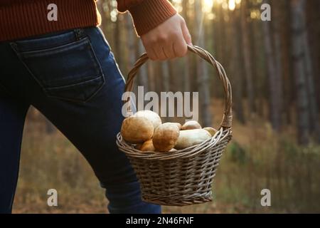 Homme tenant le panier avec des champignons porcini dans la forêt, gros plan Banque D'Images