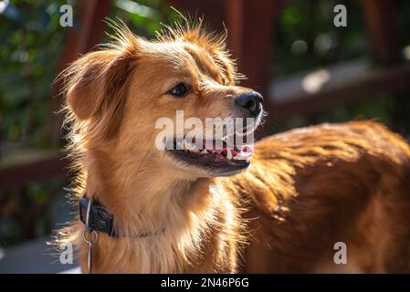 Portrait d'un chien rouge mixte. Chien regardant vers le haut. Banque D'Images