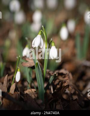 Galanthus (gouttes de neige) à la lumière du matin Banque D'Images