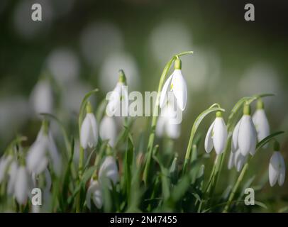 Galanthus (gouttes de neige) à la lumière du matin Banque D'Images