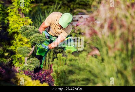 Entretien du jardin d'arrière-cour effectué par le jardinier caucasien. Coupe d'arbres à l'aide de cisailles à Pruning. Banque D'Images