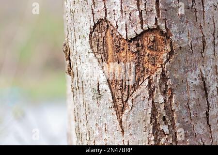 Un coeur sculpté dans un arbre. Le cœur semble presque rouge contre l'écorce blanche de l'arbre. Banque D'Images