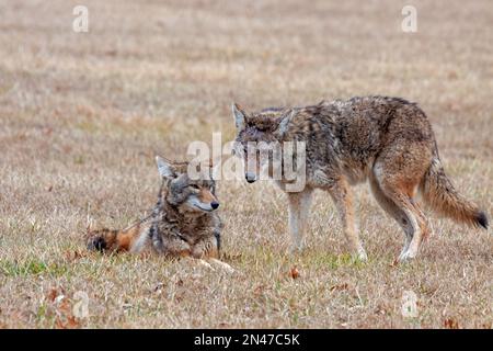 Un coyote garde sur un autre coyote qui est posé sur l'herbe. Les deux coyotes regardent la caméra. Banque D'Images