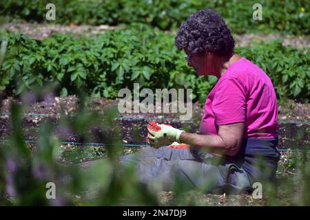 Fork and Dig IT (FADI) est un projet de culture alimentaire communautaire accrédité biologique qui offre une formation et du bénévolat pour tous les groupes d'âge, respectivement. Banque D'Images