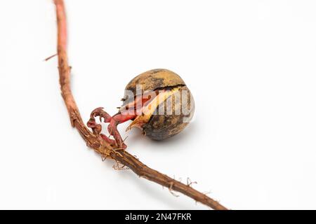 Gros plan de la germination des graines d'corne. Nature, jardinage et arboriculture Banque D'Images