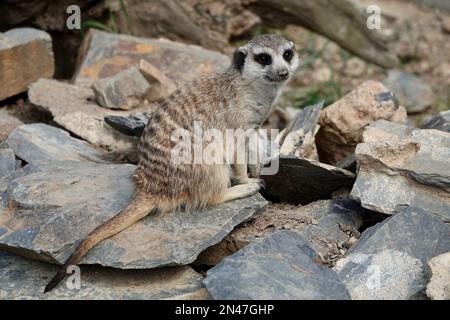 Portrait d'un mignon meerkat ou suricate - Suricata suricata - assis sur les rochers à l'observation des prédateurs Banque D'Images