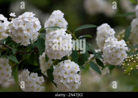 White spiraea Meadowsudes bush en fleur. Bourgeons et fleurs blanches de germander Meadowsweet. Arrière-plan délicat avec petites fleurs blanches Banque D'Images