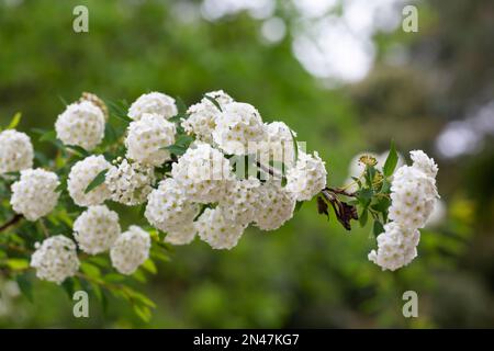 White spiraea Meadowsudes bush en fleur. Bourgeons et fleurs blanches de germander Meadowsweet. Arrière-plan délicat avec petites fleurs blanches Banque D'Images