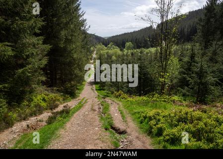 Chemins à travers la forêt au parc national de Moel Famau, massif de Clwydian, au nord du pays de Galles. Banque D'Images