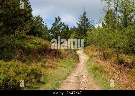 Chemins à travers la forêt au parc national de Moel Famau, massif de Clwydian, au nord du pays de Galles. Banque D'Images