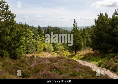 Chemins à travers la forêt au parc national de Moel Famau, massif de Clwydian, au nord du pays de Galles. Banque D'Images