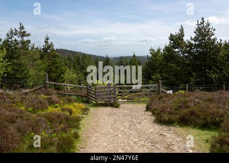 Chemins à travers la forêt au parc national de Moel Famau, massif de Clwydian, au nord du pays de Galles. Banque D'Images