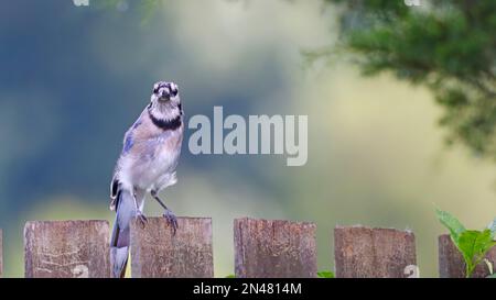 C'est un geai bleu Songbird avec le vent soufflant ses plumes. Cet oiseau est assis sur une clôture dans mon arrière-cour est du Tennessee. Banque D'Images