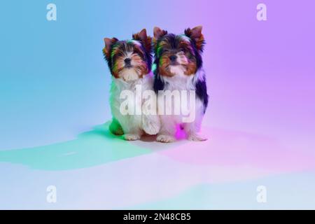 Image studio de deux mignons Little Biewer Yorkshire Terrier, chiens, chiots calmement assis sur fond violet dégradé dans un néon. Concept de Banque D'Images
