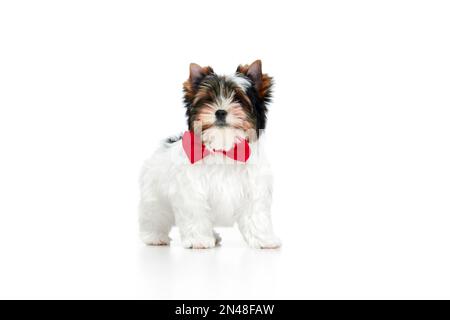 Look festif. Image studio de Little Biewer Yorkshire Terrier, chien, chiot, posé sur fond blanc. Concept d'animal et de soin Banque D'Images