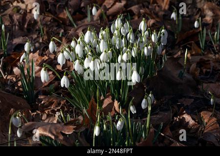 Une souche de gouttes d'eau à fleurs en hiver Banque D'Images