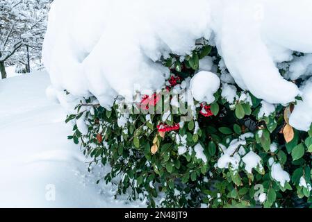 Gros plan plante à feuillage vert recouverte de neige. Hiver saison de la canneberge sauvage rouge. Plante ornementale couverte de neige. Branches de Red Berrie Banque D'Images