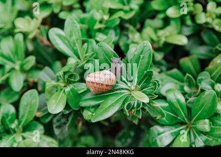 Gros escargot assis sur des feuilles vertes après la pluie. Achatina escargot dans la nature Banque D'Images