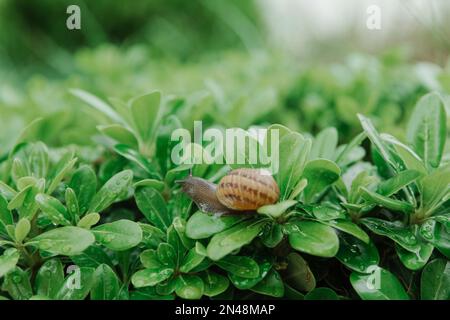 Gros escargot assis sur des feuilles vertes après la pluie. Achatina escargot dans la nature Banque D'Images