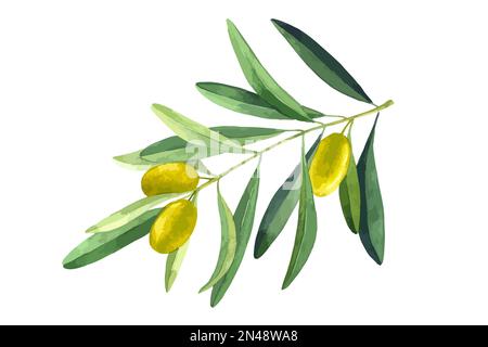 Branche d'olive vectorielle. Les castors verts et les fruits. Aquarelle botanique dessin à la main illustration isolée sur fond blanc Illustration de Vecteur