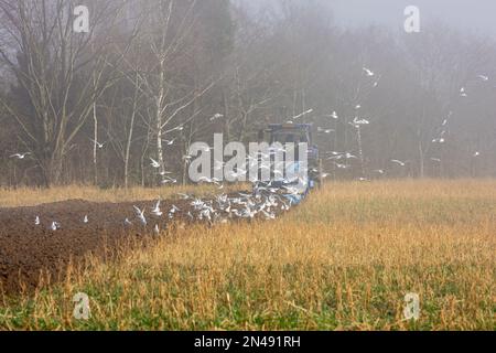 Maldon, Royaume-Uni. 08th févr. 2023. Maldon Essex 8th février 2023 météo britannique brouillard épais au Doe Show 63rd annuel des machines agricoles à Maldon Essex crédit: Ian Davidson/Alamy Live News Banque D'Images