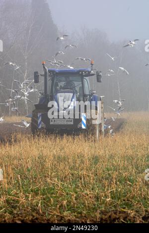 Maldon, Royaume-Uni. 08th févr. 2023. Maldon Essex 8th février 2023 météo britannique brouillard épais au Doe Show 63rd annuel des machines agricoles à Maldon Essex crédit: Ian Davidson/Alamy Live News Banque D'Images