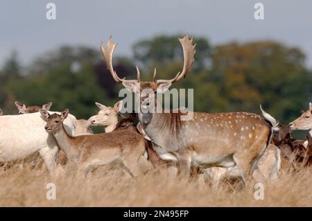 Troupeau de cerfs en jachère (Dama dama) avec cerf et fait à la fin de l'été, Fife, Écosse, septembre 2007 Banque D'Images