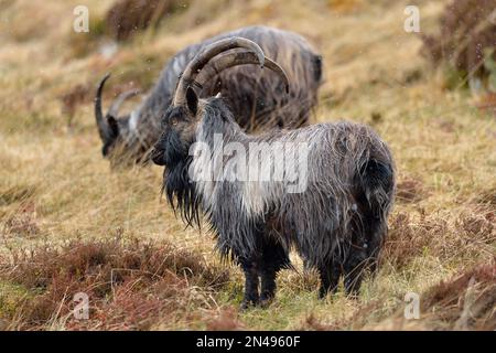 Goat Feral (Capra hircus) chèvres Billy mâles matures dans une douche de neige, Glen Strathfarrar, Inverness-shire, Écosse, avril 2017 Banque D'Images