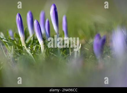 Munich, Allemagne. 08th févr. 2023. Les fleurs encore fermées de crocodiles (Crocus) sont vues au soleil sur un pré dans un parc. Credit: Sven Hoppe/dpa/Alay Live News Banque D'Images