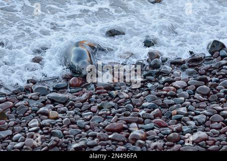 Femelle enceinte de phoque gris (Halichoerus grypus) sur terre avec reflet du coucher de soleil sur sa fourrure humide, réserve naturelle nationale de St Abbs Head, Écosse Banque D'Images