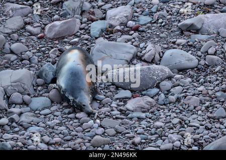 Femelle enceinte de phoque gris (Halichoerus grypus) sur terre avec reflet du coucher de soleil sur sa fourrure humide, réserve naturelle nationale de St Abbs Head, Écosse Banque D'Images