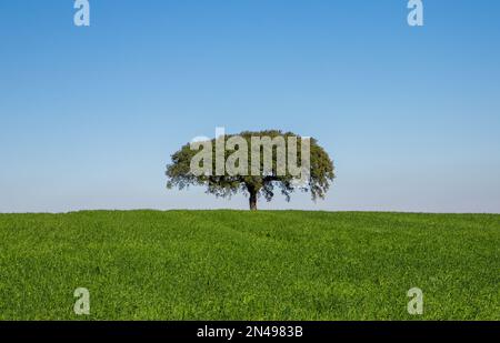 Paysage d'un arbre sur un champ vert et ciel bleu, parfait pour le papier peint Banque D'Images