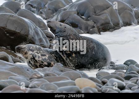 Couple de phoques gris (Halichoerus grypus), vache et taureau, présentant un comportement de courge/accouplement, réserve naturelle nationale de St Abbs Head, St Abbs Head, Écosse Banque D'Images