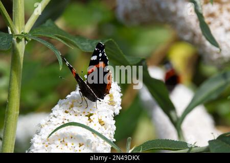 Le papillon de l'amiral rouge Vanessa atalanta sur la buddleja blanche (également connue sous le nom de buddleia ou buisson de papillon) fleurs dans le jardin britannique de septembre Banque D'Images