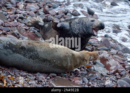 Couple de phoques gris (Halichoerus grypus), vache et taureau, présentant un comportement de courge/accouplement, réserve naturelle nationale de St Abbs Head, St Abbs Head, Écosse Banque D'Images