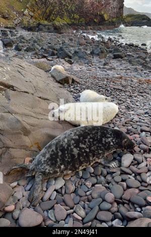 Phoques gris (Halichoerus grypus) petits blancs et gris, réserve naturelle nationale de St Abbs Head, St Abbs Head, Sud-est de l'Écosse, novembre 2017 Banque D'Images