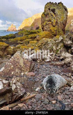 Phoques gris (Halichoerus grypus) petits à poil gris, réserve naturelle nationale de St Abbs Head, St Abbs Head, Sud-est de l'Écosse, novembre 2017 Banque D'Images